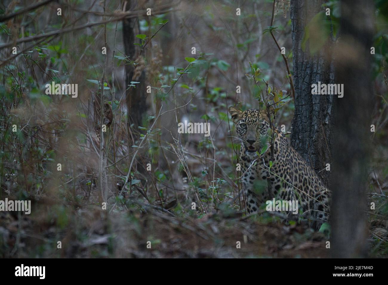Cucciolo di leopardo Foto Stock
