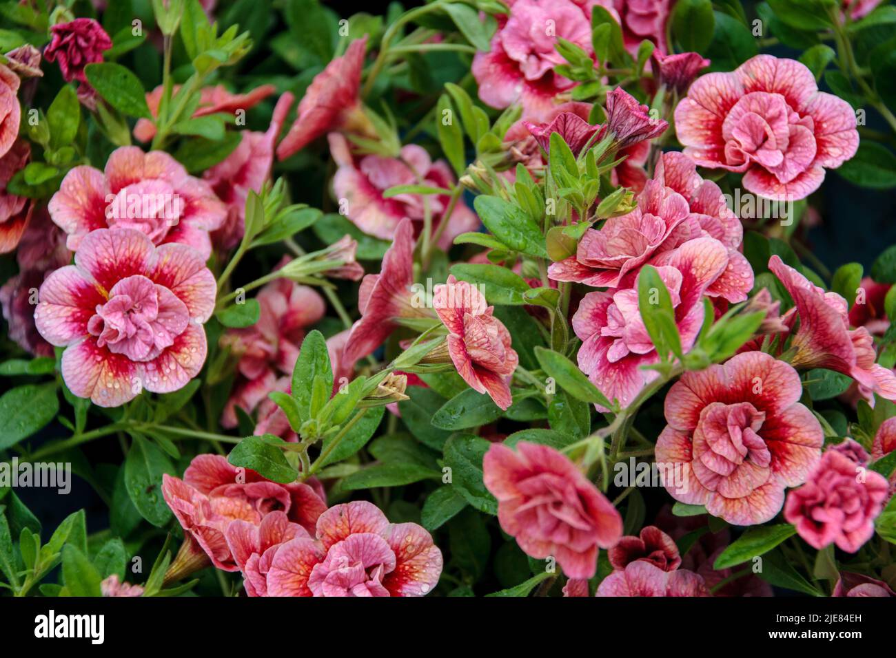 Calibra. Luminoso fiore estivo per decorare un balcone o patio. Molte piccole campane di terry rosso sullo sfondo di foglie verdi succose. Foto Stock