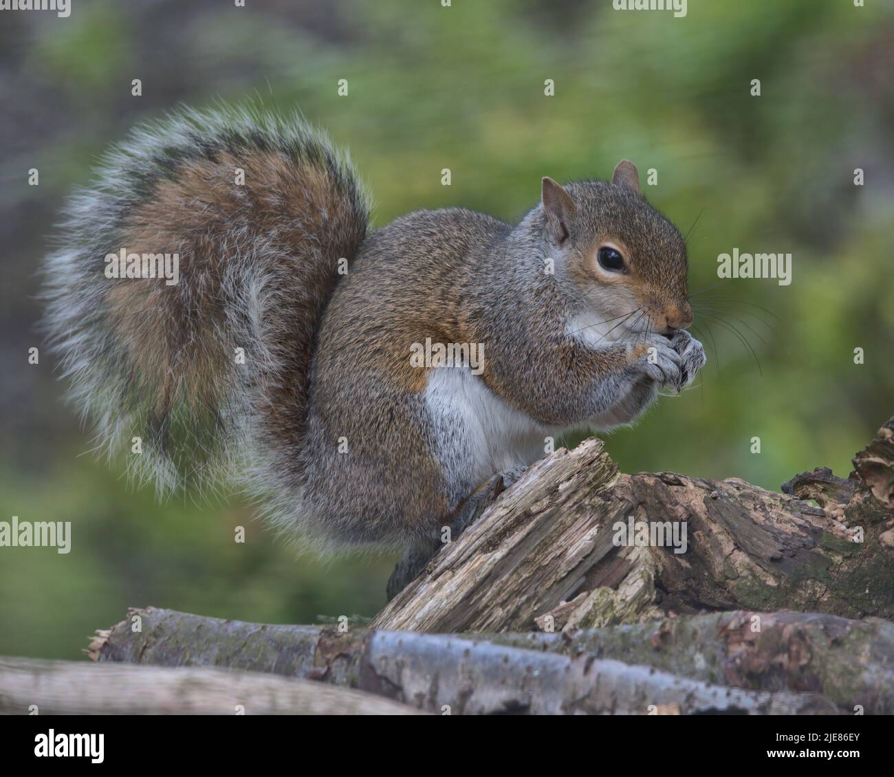 Scoiattolo grigio orientale su un vecchio palo di loggiato. Foto Stock