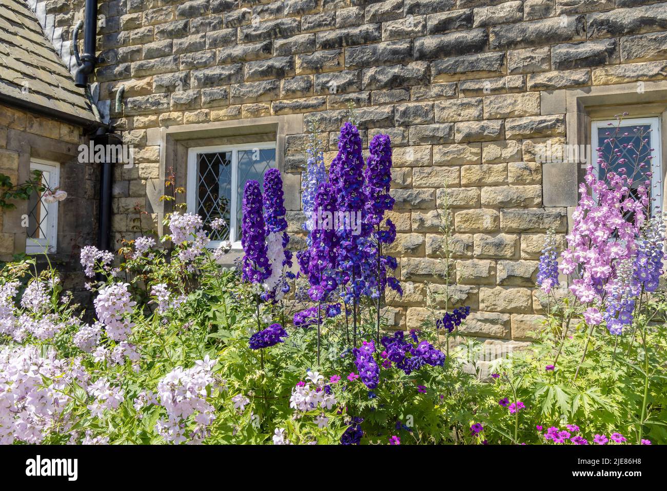 Alte piante di delphinium e campanula fiorite in un giardino cottage. Foto Stock