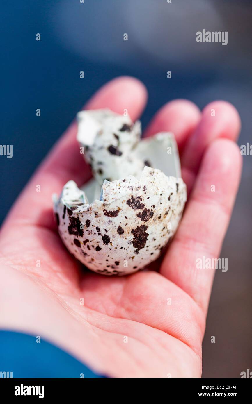 Il guscio di uova di uccelli marini si trova sul bordo di una scogliera marina sulla costa del Berwickshire, in Scozia, all'inizio dell'estate con fiori selvatici gialli. Foto Stock