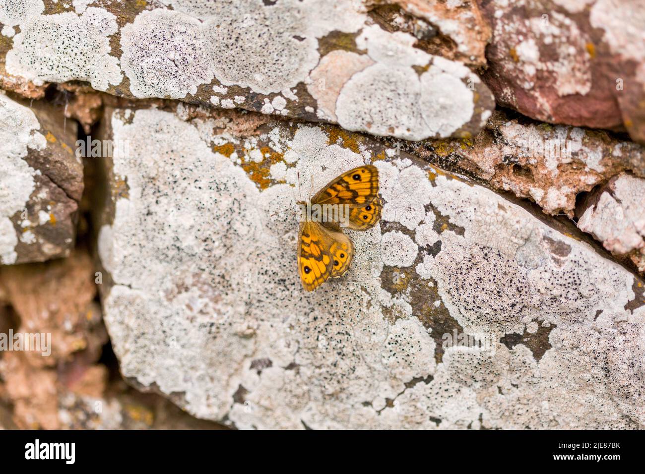 Farfalla di Wall Brown che si crogiola su un vecchio muro di pietra sotto il sole all'inizio dell'estate accanto al sentiero della costa del Berwickshire, Scozia. Foto Stock
