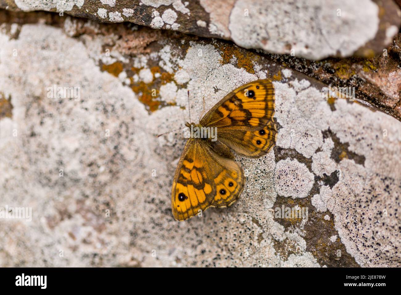 Farfalla di Wall Brown che si crogiola su un vecchio muro di pietra sotto il sole all'inizio dell'estate accanto al sentiero della costa del Berwickshire, Scozia. Foto Stock