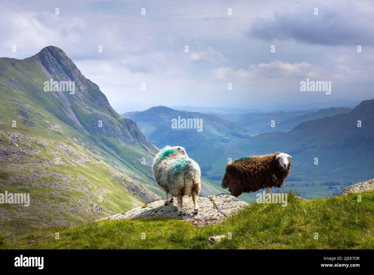 Famiglia di pecore Herdwick accanto al sentiero lungo Cumbria Way vicino ai Langdale Pikes nel Lake District inglese in estate Foto Stock