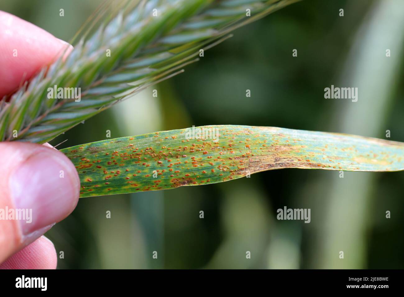 Ruggine marrone Puccinia recondita f sp secca su foglia di segale. Foto Stock