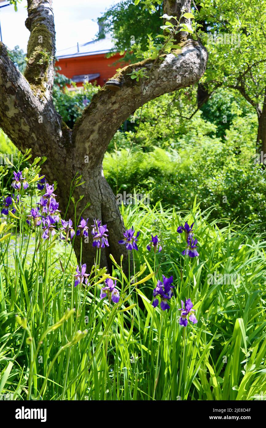 Dettagli dal giardino del poeta nazionale Johan Ludvig Runeberg a Porvoo, Finlandia Foto Stock