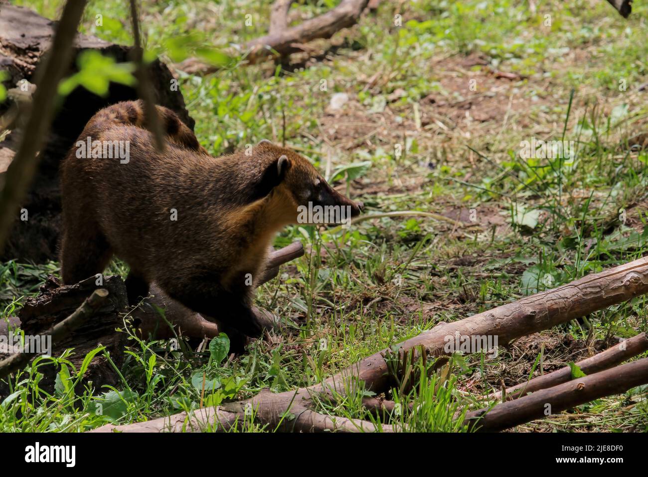 Raccoon coati nosuha Nasua narica nella natura. Raccoon Nasuha narica coati in natura Foto Stock