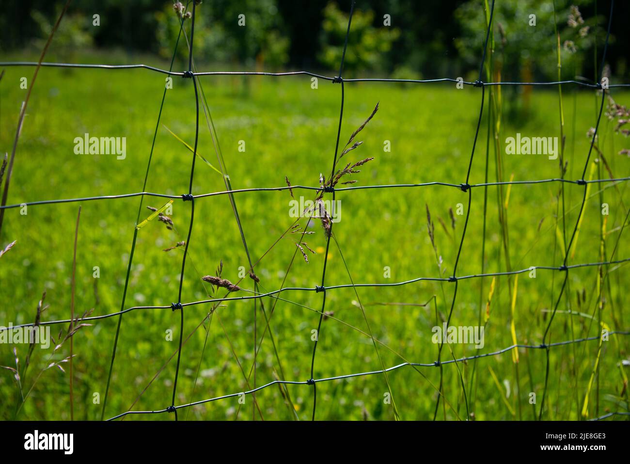 Gambo piegato di erba asciugato che è cresciuto in una recinzione metallica. Primo piano. Una calda giornata estiva prima del tramonto. Foto Stock