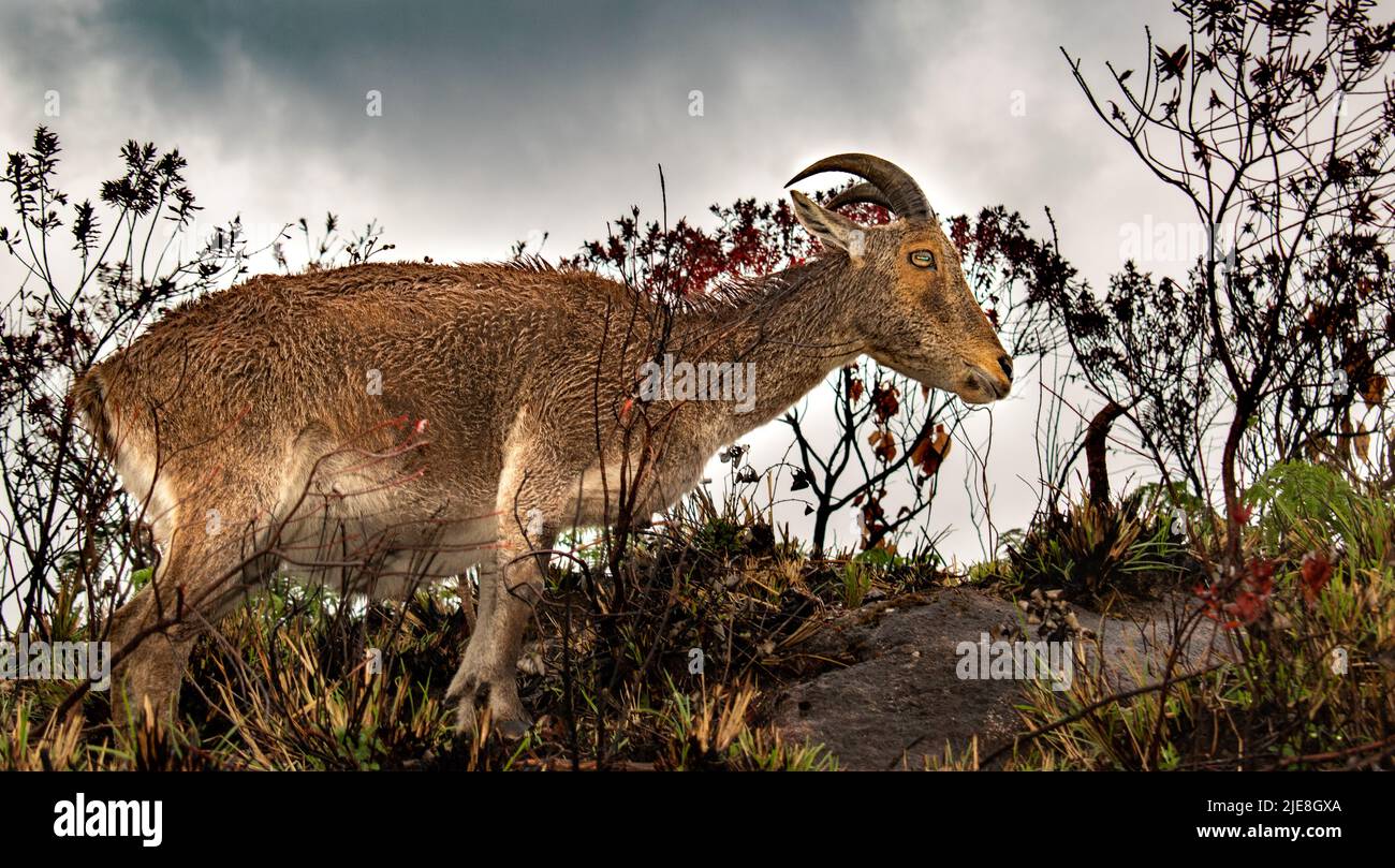 nilgiri Thar a Munnar Kerala - cervo di montagna Foto Stock