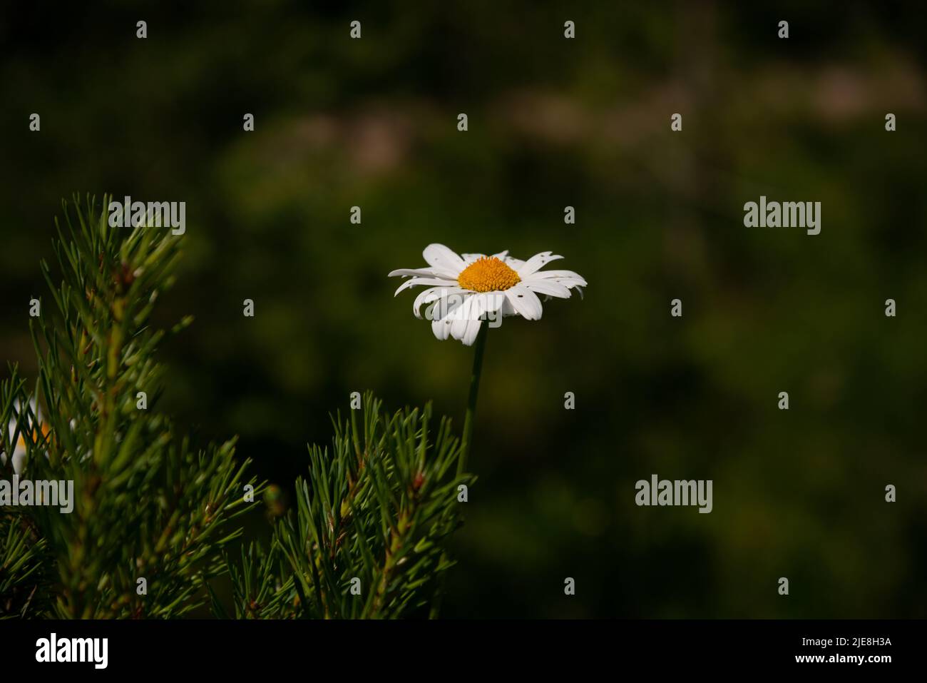 Margherite nel prato al tramonto. Fiori bianchi estivi nel pascolo. Solstice corona fiori Foto Stock