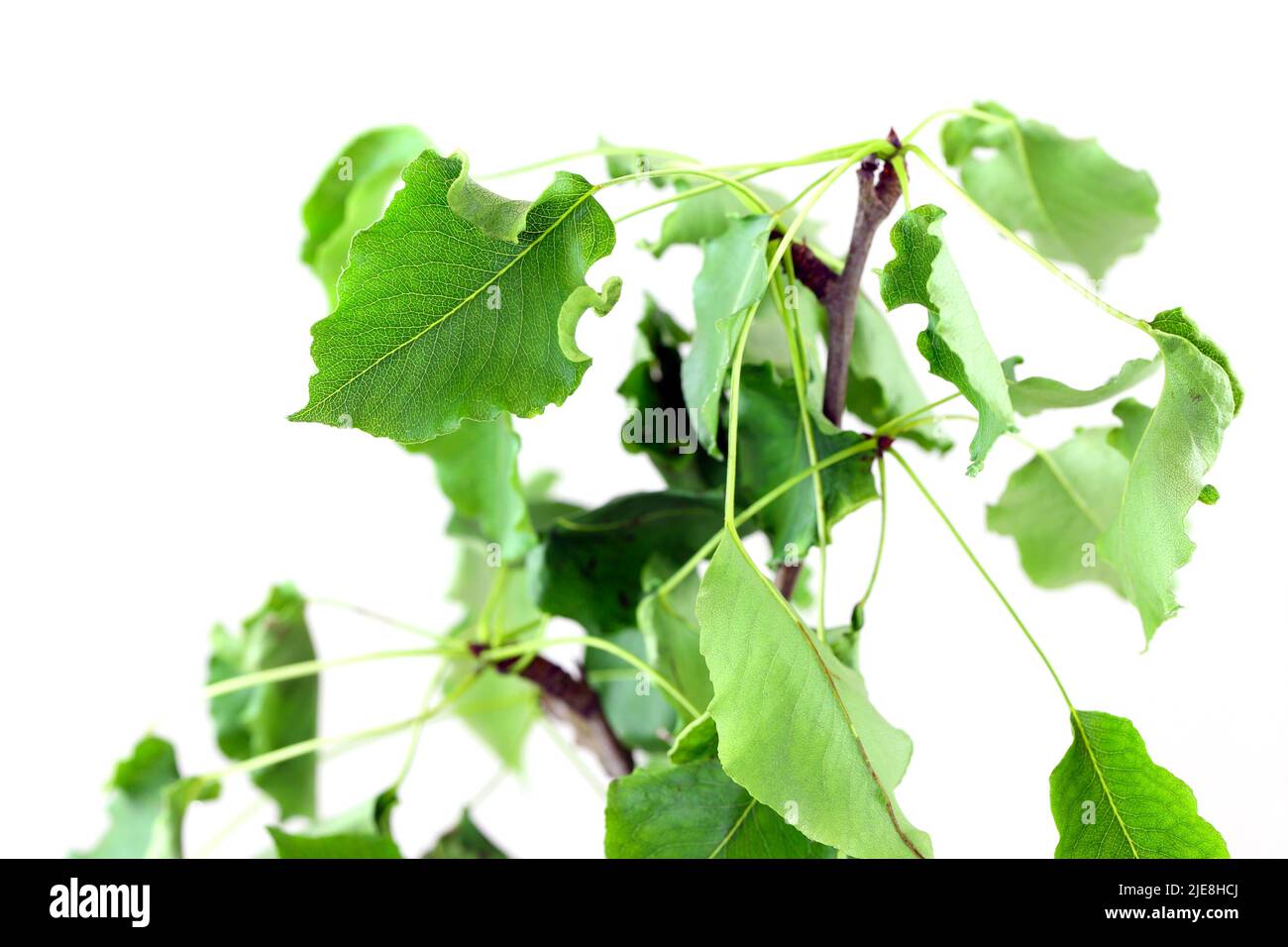 Foglie di pero danneggiate da larve Dasineura pyri. I bordi delle lamelle sono arricciati. Le larve vivono all'interno. Foto Stock Foglie di pero danneggiate da larve Dasineura pyri. I bordi delle lamelle sono arricciati. Le larve vivono all'interno. Foto Stock