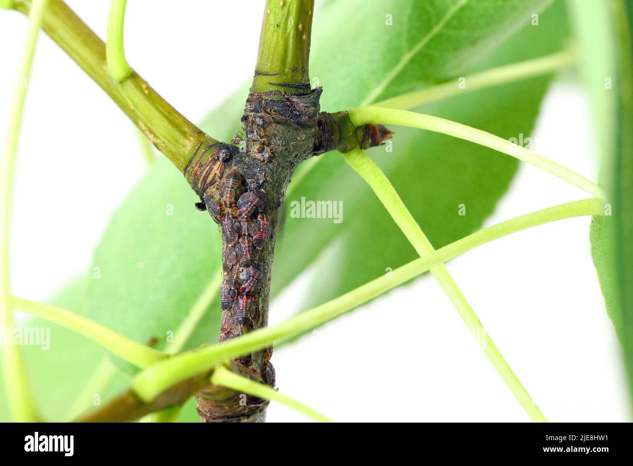 Cacopsylla pyri (Psylla pera, sucker pera europea) Psyllidae. Larve sul tiro di un albero di pera. Foto Stock