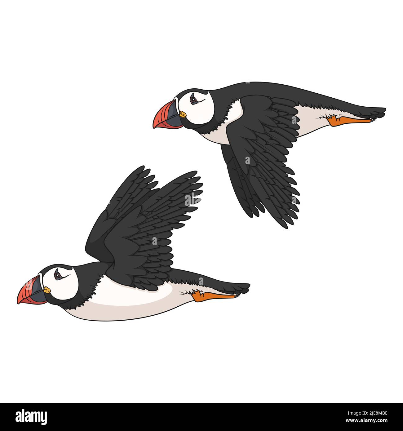Set di illustrazioni a colori con uccello volante in puffin. Oggetti vettoriali isolati su sfondo bianco. Illustrazione Vettoriale