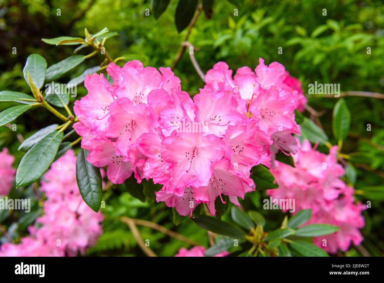 Fiori rosa di un cespuglio di rododendro. Foto Stock