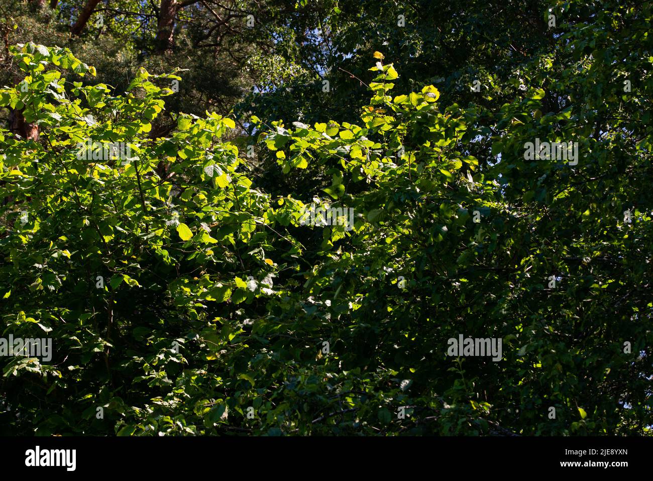 verde foresta lussureggiante con foglie, fogliame e struttura di cespuglio nella natura estiva Foto Stock
