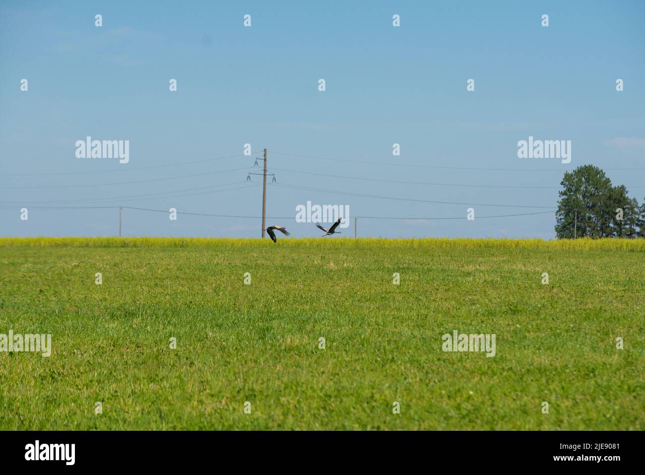 la gru vola su un campo verde con poli elettrici. Bellissimo paesaggio con uccelli sotto il cielo blu. Foto Stock