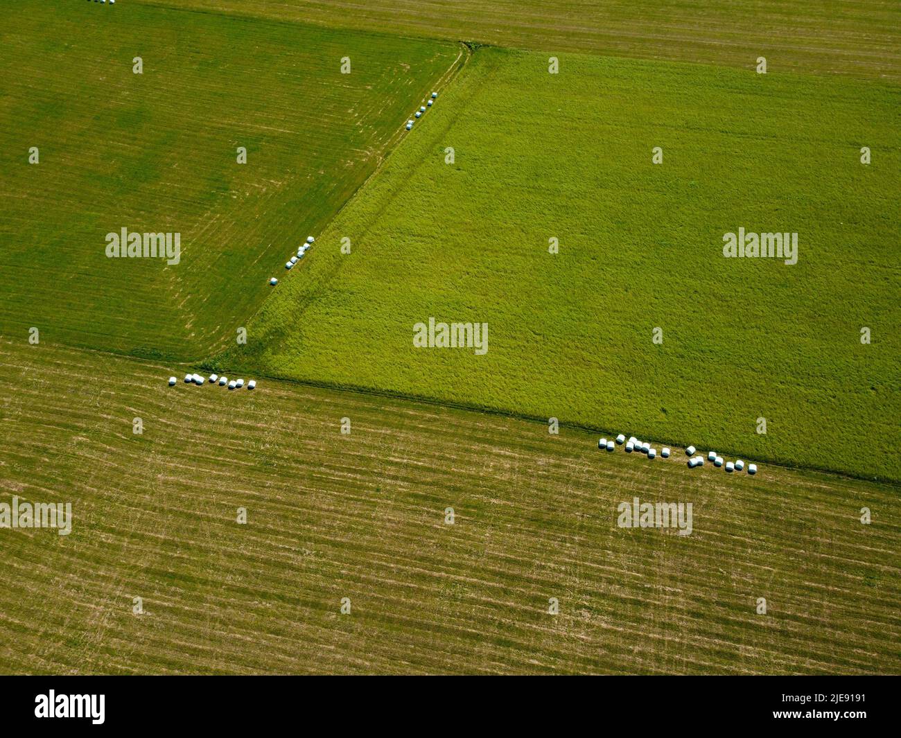 Campi agricoli con erba tagliata in piedi in rotoli di fieno in piedi al centro del campo. Vista aerea. Colpo di drone. Foto Stock