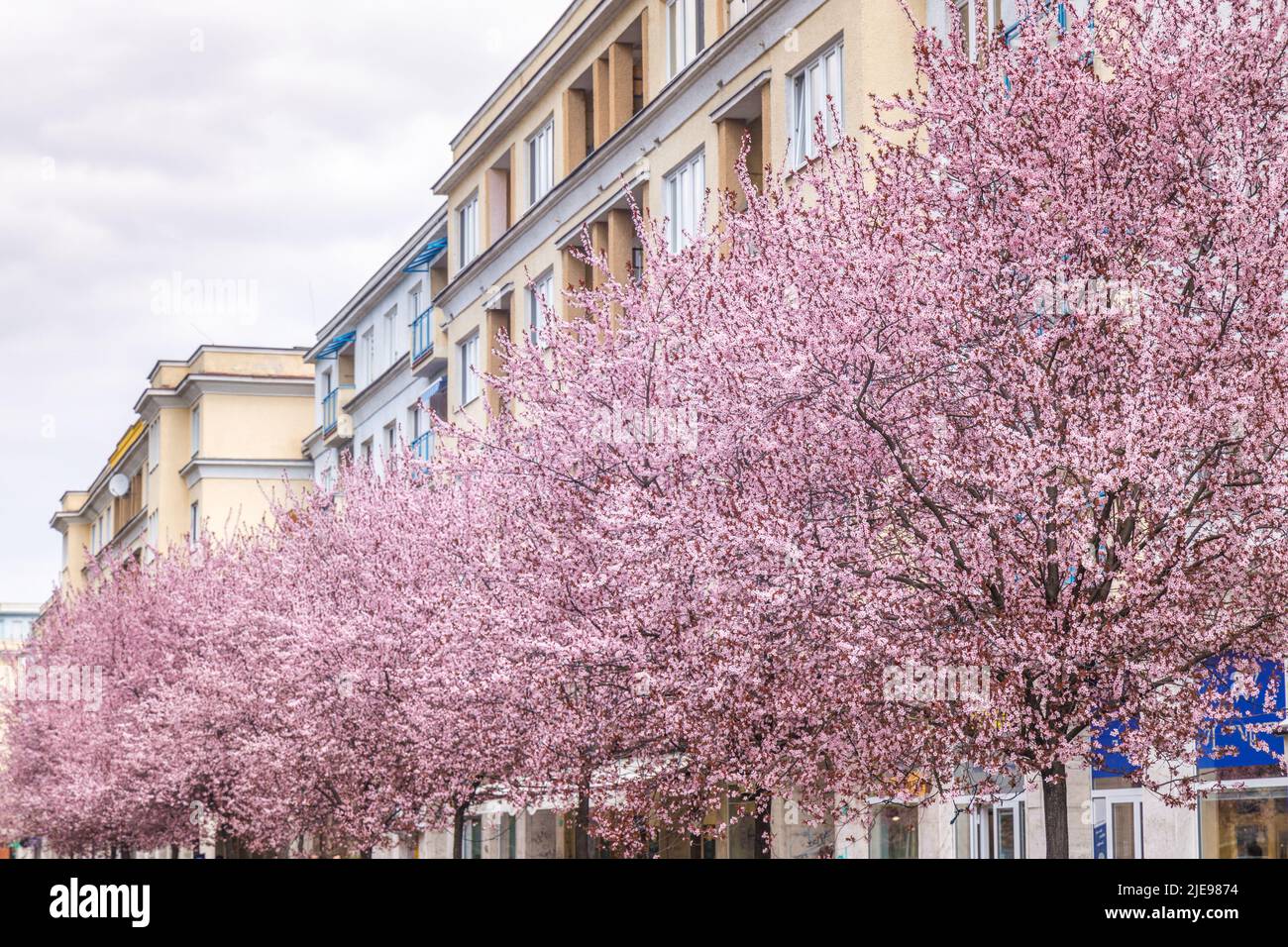 Paesaggio urbano primaverile, una fila di alberi da frutto di susina fioriti. Città di Zilina, Slovacchia, Europa. Foto Stock