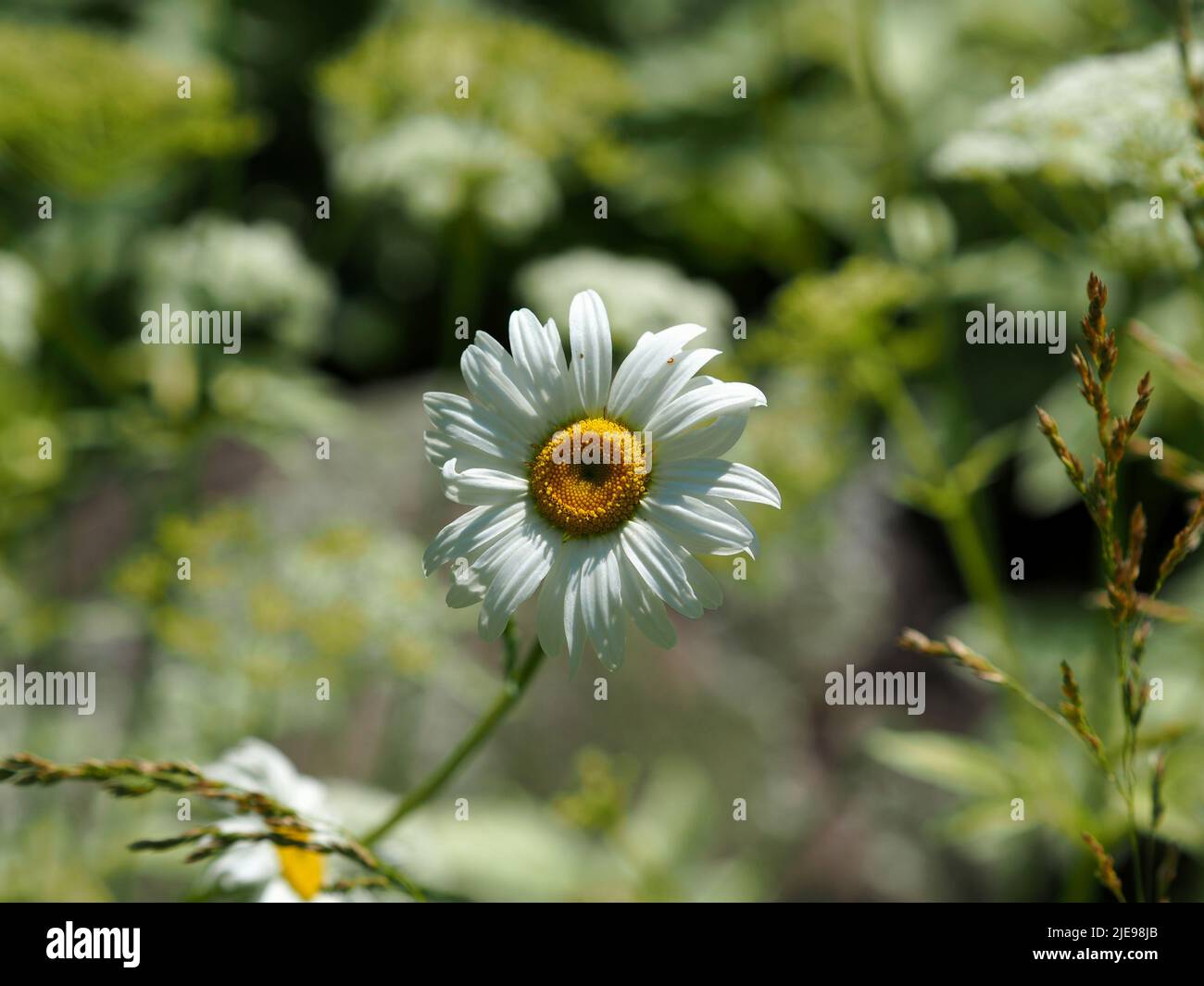 Classico scatto di un daisy di osseye (Leuchanthemum vulgare) in un prato fuori di Ottawa, Ontario, Canada. Foto Stock