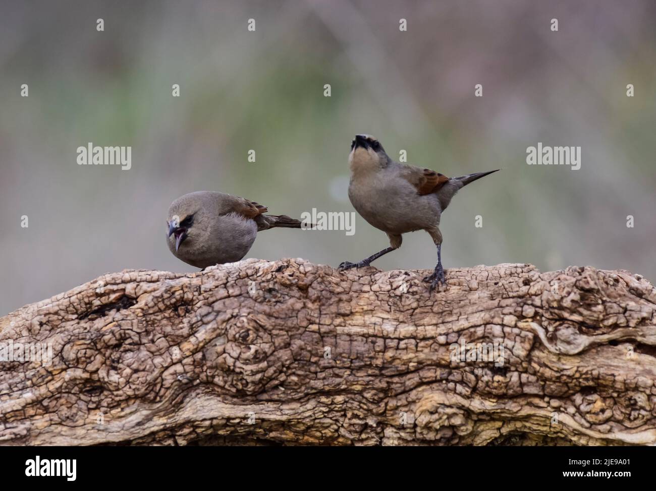 Baia Winged Cowbird, Agelaioides badius, Calden Forest, la Pampa, Argentina Foto Stock