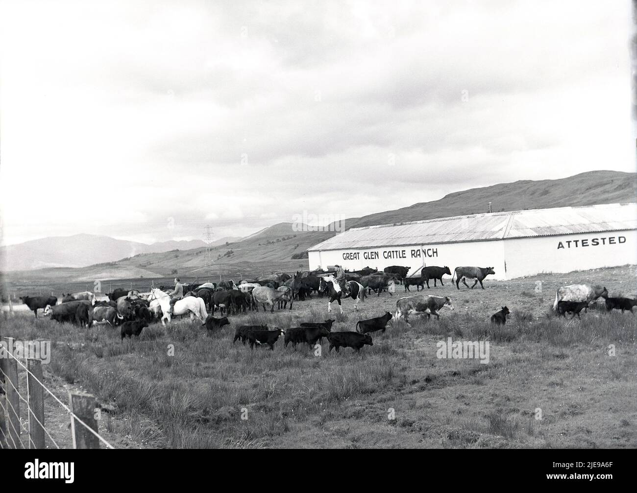 1956, storica, un allevamento di bestiame delle Highland arrotondato da allevatori a cavallo al Great Glen Cattle Ranch, Spean Bridge, Scottish Highlands, Scotland, UK, con vista sui caratteristici rifugi per bestiame. Il ranch è stato fondato nel 1945 da Joseph W. Hobbs, un uomo d'affari del Canada, che è venuto al highand con l'idea di trasformare la brughiera di Barren in pascolo di bestiame di stile di prateria, un concetto originale all'epoca. Foto Stock