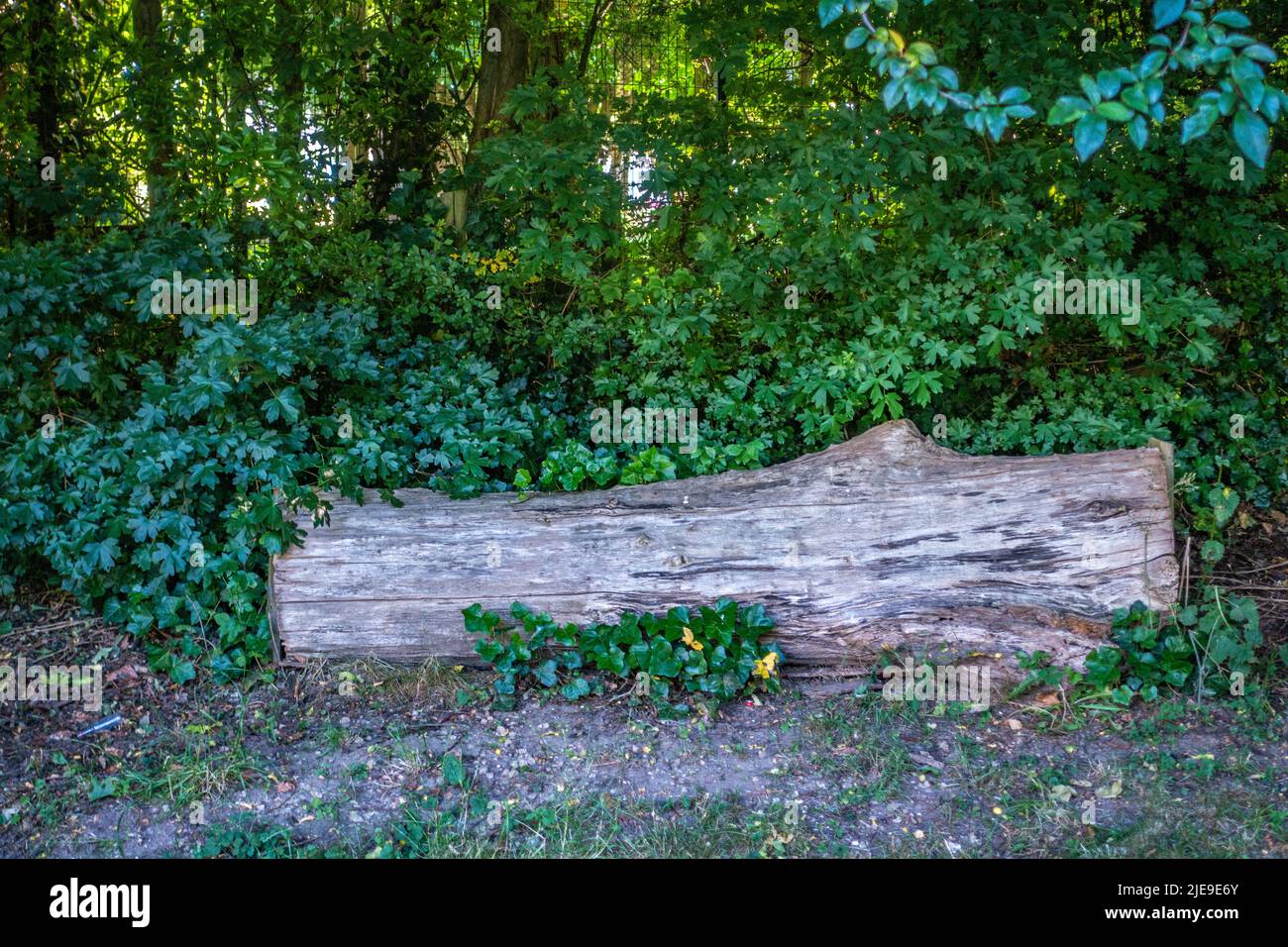 Tagliare il camion di albero che fa una sede del ceppo in legno Foto Stock