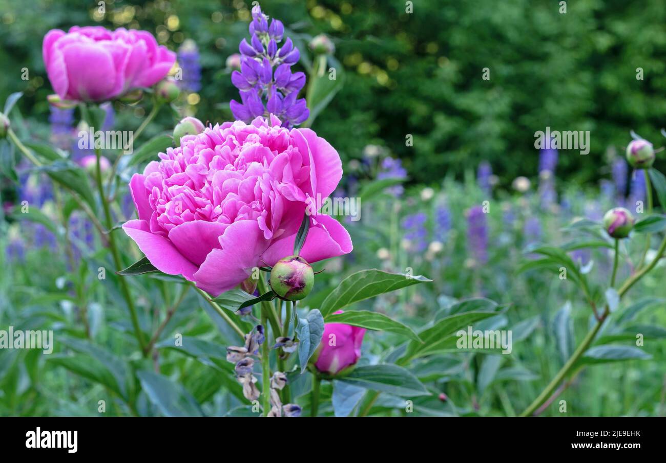 Peonie rosa che fioriscono nel giardino estivo. Fragranti peonie rosa. Foto Stock