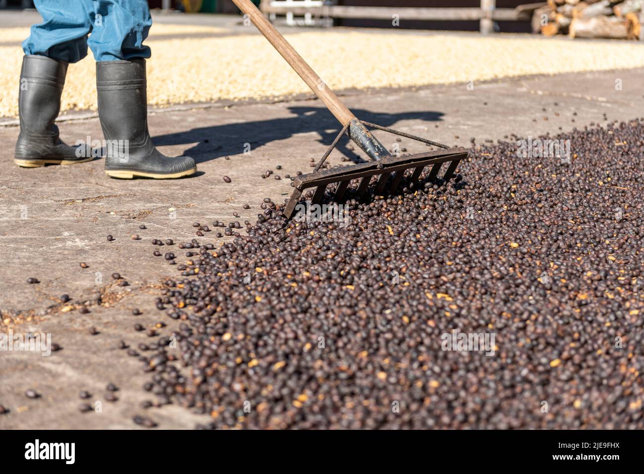 Mani di contadino locale che scattering verde chicchi di caffè naturale per l'essiccazione al sole, Panama, America Centrale - foto di scorta Foto Stock