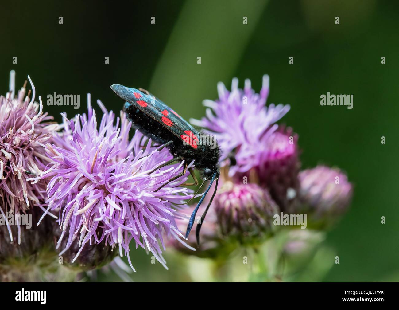 Un rosso brillante macchia sei punti Burnett Moth (Zygaena filipendulae) su una testa a maglia viola. Suffolk, Regno Unito. Foto Stock