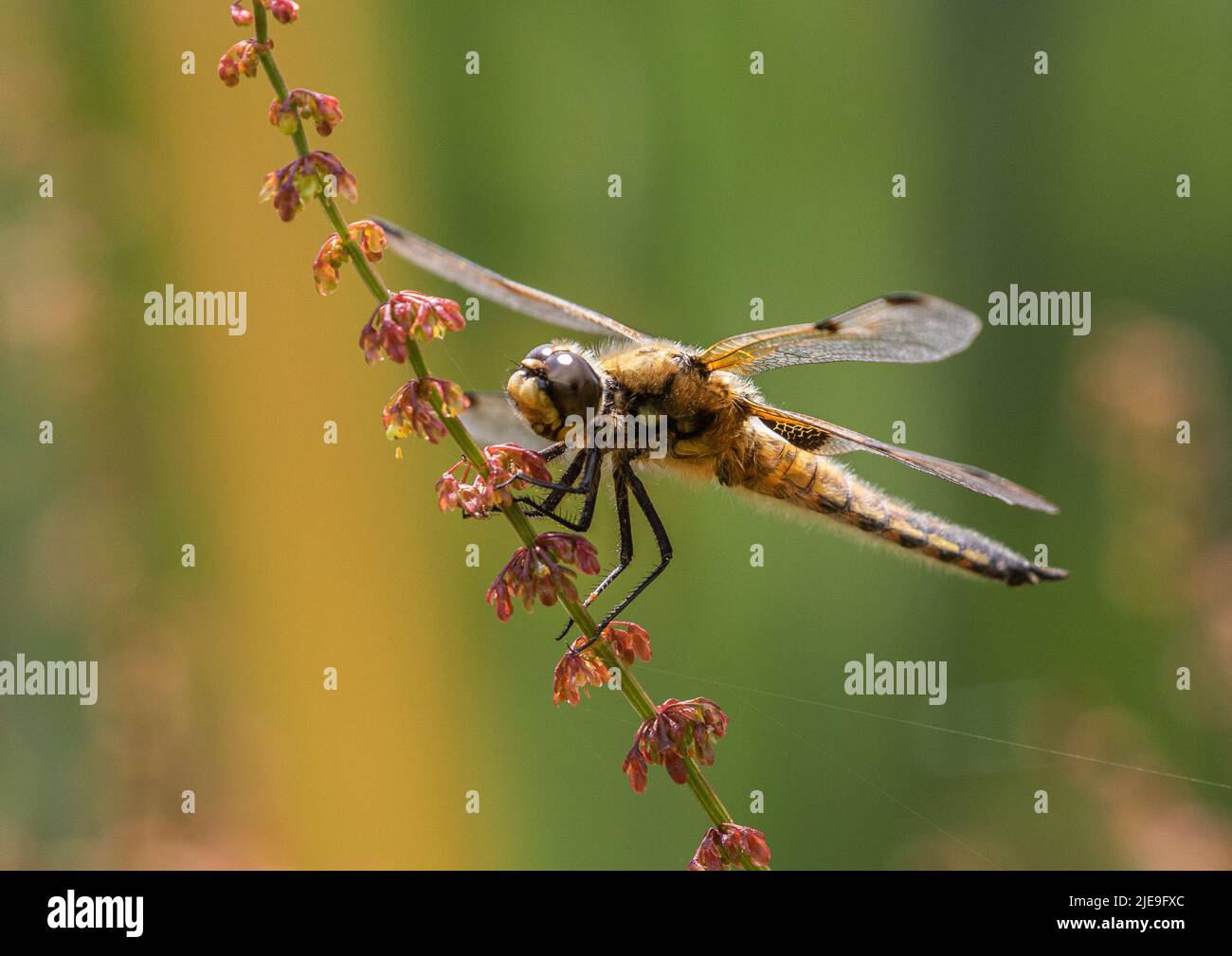 Un colpo colorato di una Dragonfly Chaser a quattro macchie (Libellula quadrimaculata) . Sistemato con ali sparse su un gambo rosso del sorrel. Suffolk, Regno Unito Foto Stock