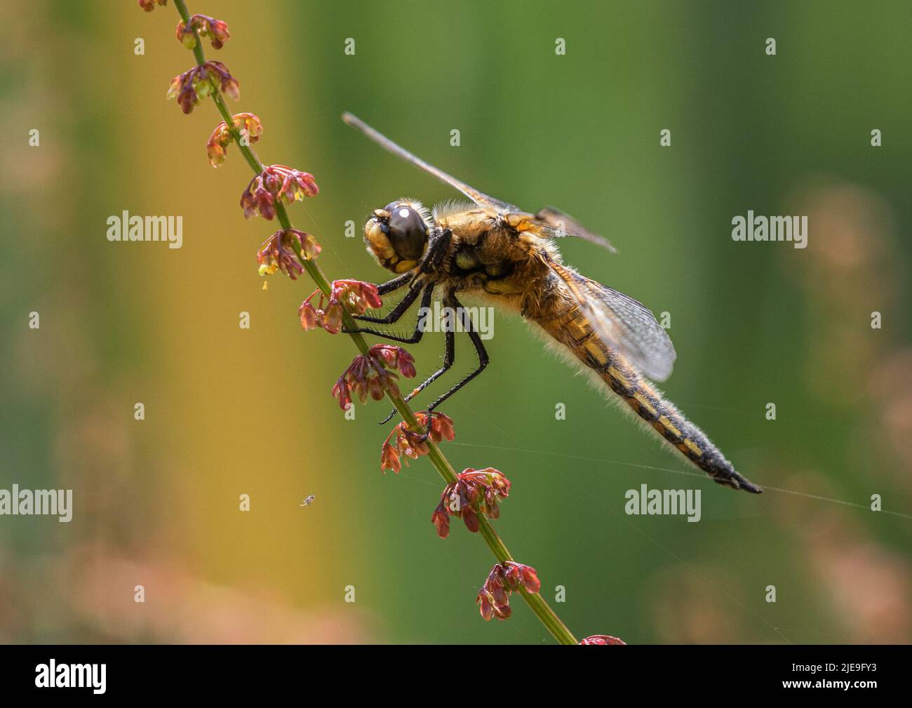 Un colpo colorato di una Dragonfly Chaser a quattro macchie (Libellula quadrimaculata) . Sistemato con ali sparse su un gambo rosso del sorrel. Suffolk, Regno Unito Foto Stock