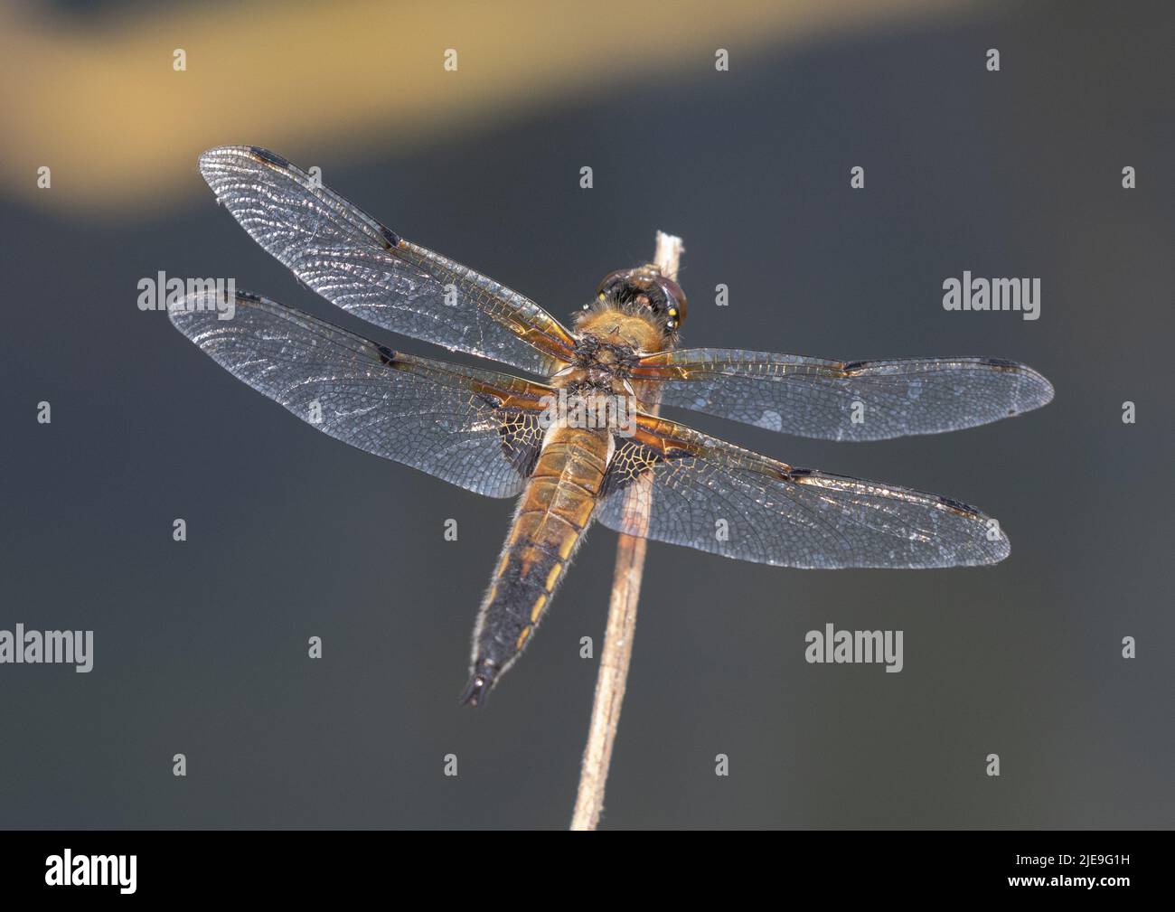 Un'immagine dettagliata di una Dragonfly Chaser a quattro macchie (Libellula quadrimacolata). Sistemato con ali sparse su un gambo di canna. Suffolk, Regno Unito Foto Stock