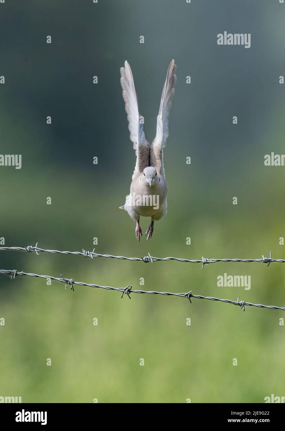 Decollo verticale . Una colared dove (Streptopelia decaocto), sorvolando una recinzione di filo spinato di un agricoltore. Essex , Regno Unito. Foto Stock