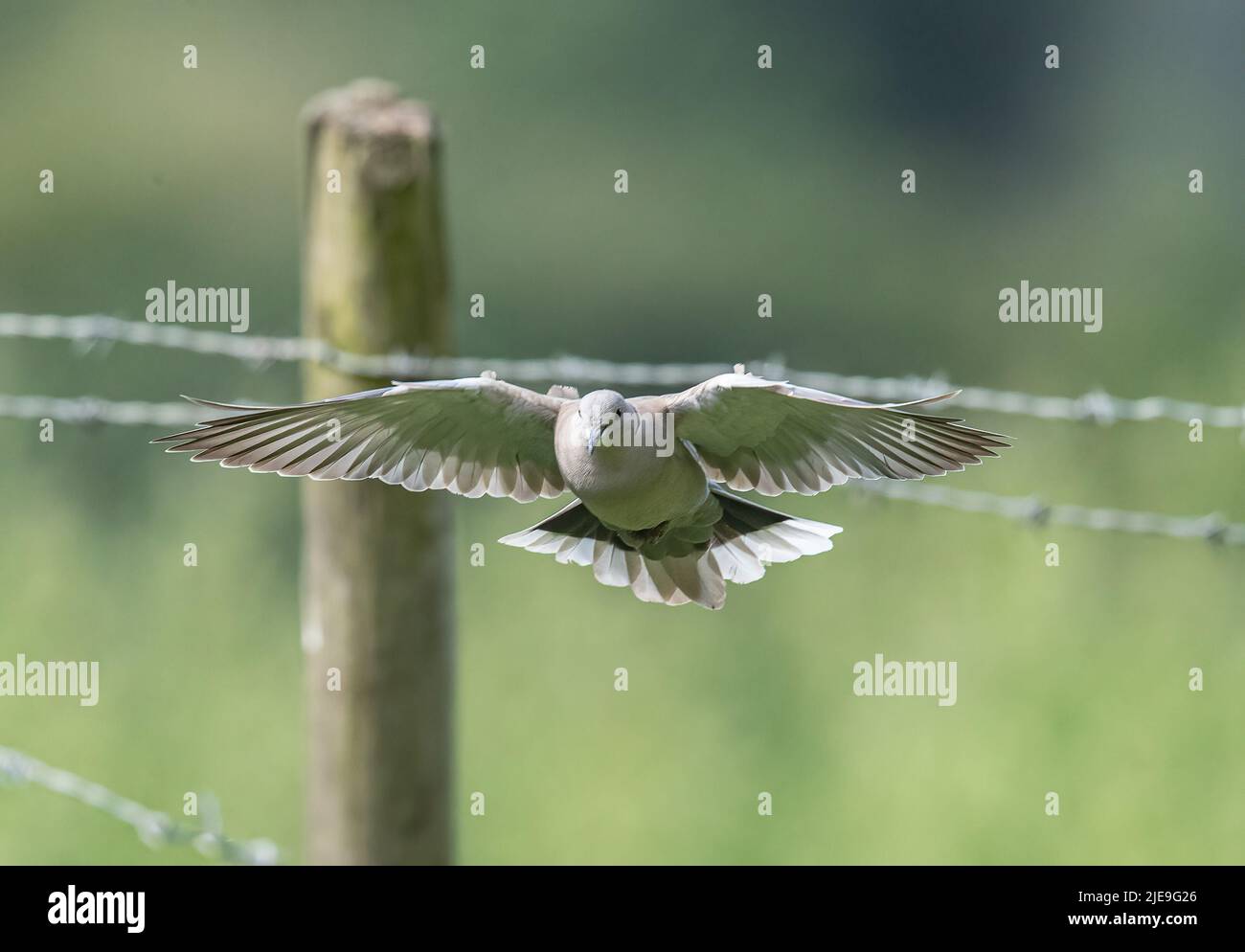 Una colared dove (Streptopelia decaotto), volando dritto verso la macchina fotografica lontano da un recinto filo spinato di un agricoltore. Essex , Regno Unito. Foto Stock