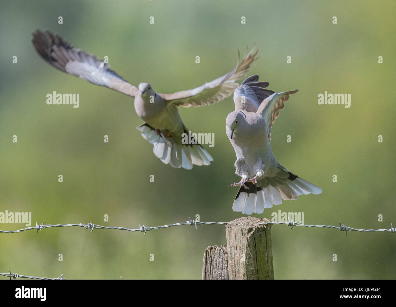 Un paio di colared Doves (Streptopelia decaotto) che prendono il volo da una recinzione di filo spinato di un agricoltore. Essex , Regno Unito. Foto Stock