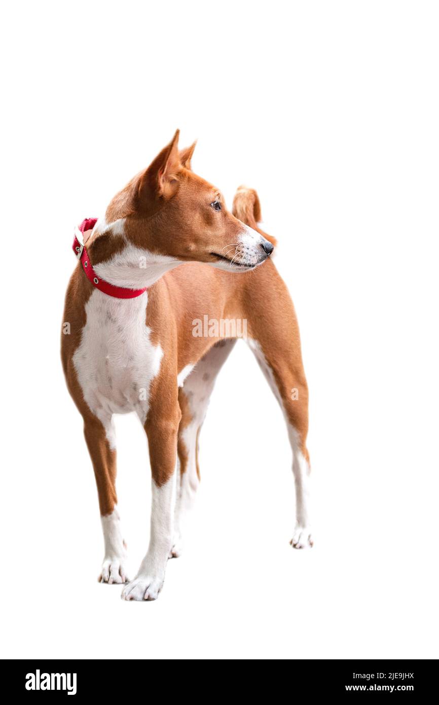 rosso - bianco basenji cane si erge su uno sfondo bianco con fuoco selettivo isolato Foto Stock
