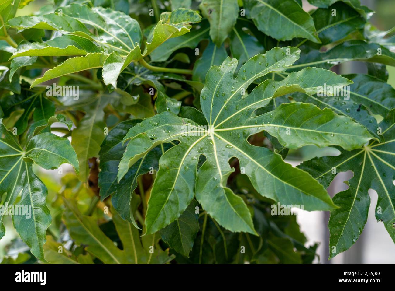 Foglia verde di fatsia japonica. Foglie di Aralia giapponese in giardino. Primo piano Foto Stock