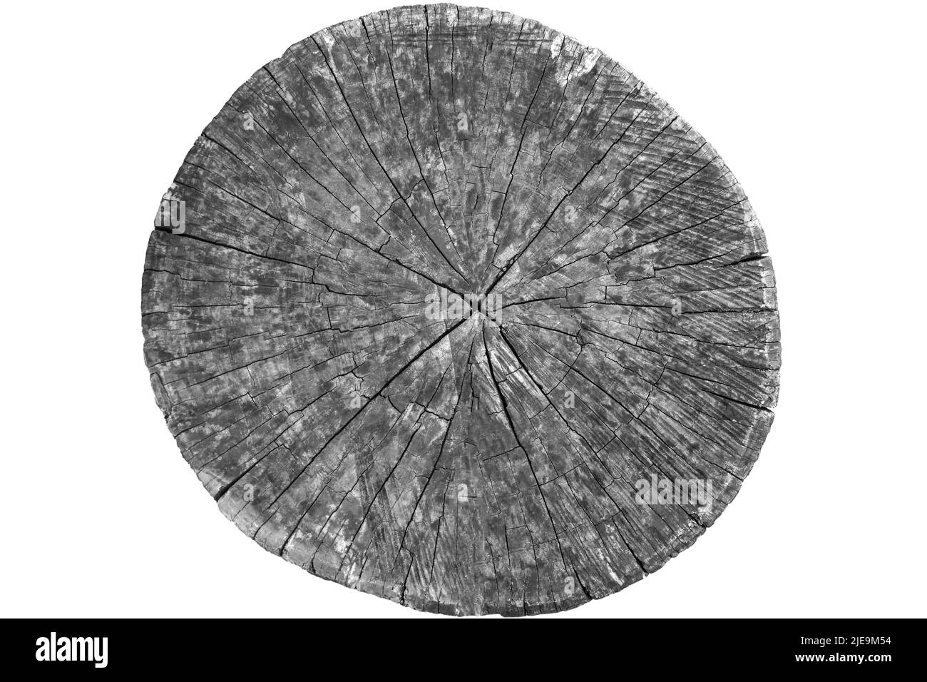 Trunk tree fetta tagliata da legno vecchio isolato su sfondo bianco. Superficie ruvida con anelli e crepe. Bello schema di anelli annuali su taglio di t Foto Stock