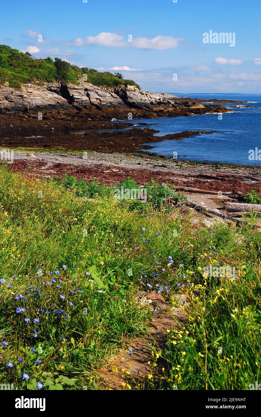 Un percorso attraversa un campo di fiori selvatici sulla strada per la riva e il mare sulla costa del Maine Foto Stock