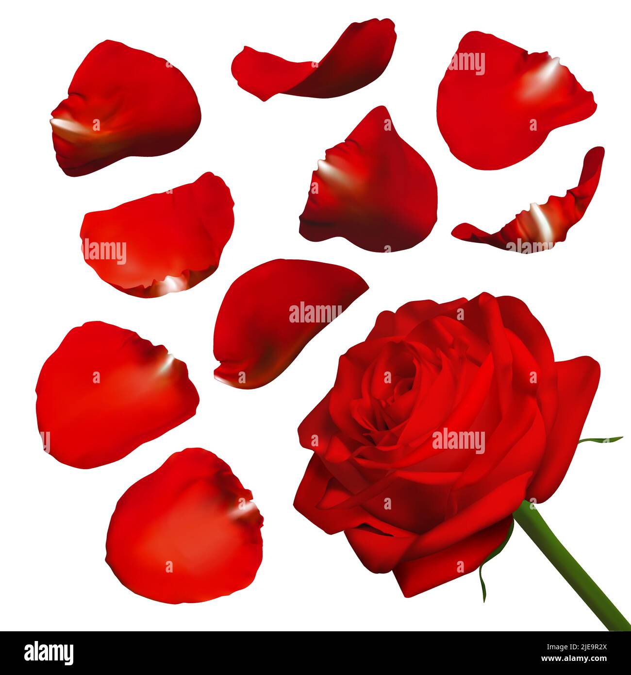 Petali di rosa realistici. Illustrazione vettoriale con gradienti di mesh. Illustrazione Vettoriale