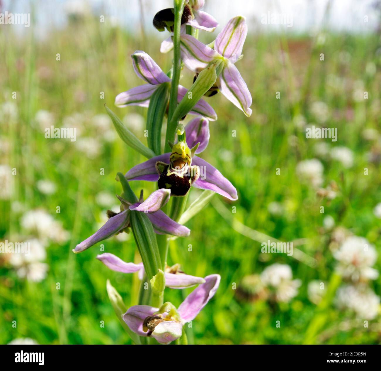 Bee Orchid (ophrys apifera), Cardiff Bay Wetlands Reserve, Cardiff Bay, South Wales, Regno Unito. Foto Stock