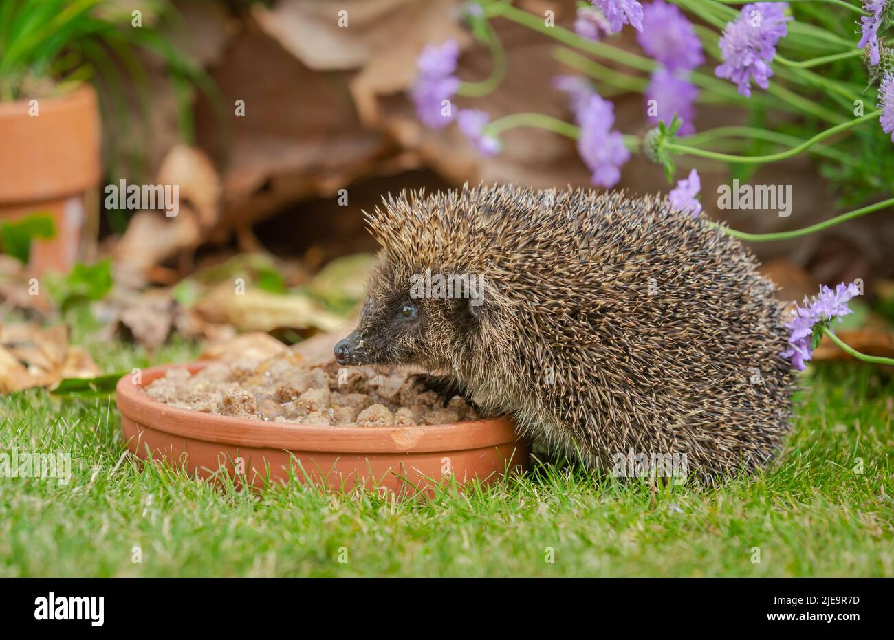 Hedgehog, nome scientifico: Erinaceus Europaeus. Primo piano di un hedgehog selvatico, nativo, europeo in Summertime, mangiando cibo di gatto da un piatto di terracotta. Foto Stock