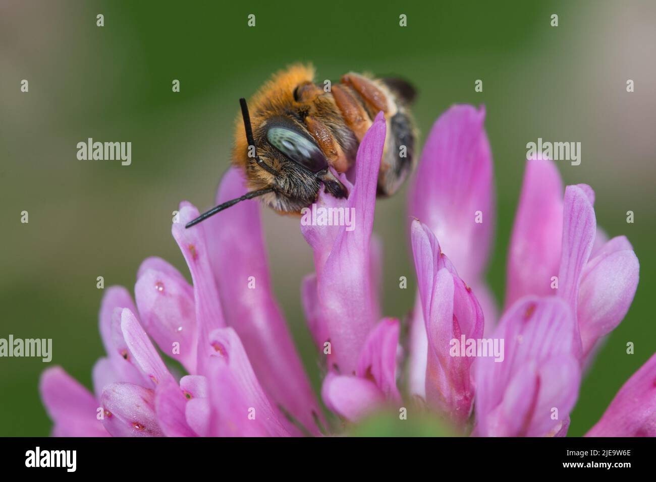 Wollbiene am Rotklee Foto Stock