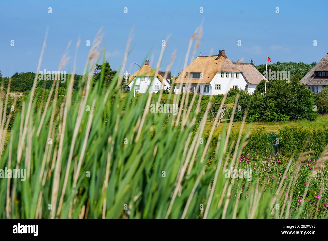 Case tradizionali con tetto di paglia e splendidi giardini di rose su Juni 23, 2022 a Wyk, Foehr Island, Germania. © Peter Schatz / Alamy Foto d'archivio Foto Stock