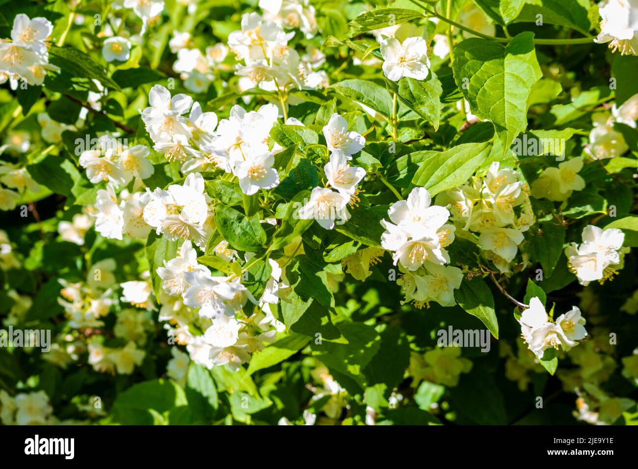 Fiori bianchi in giardino Foto Stock