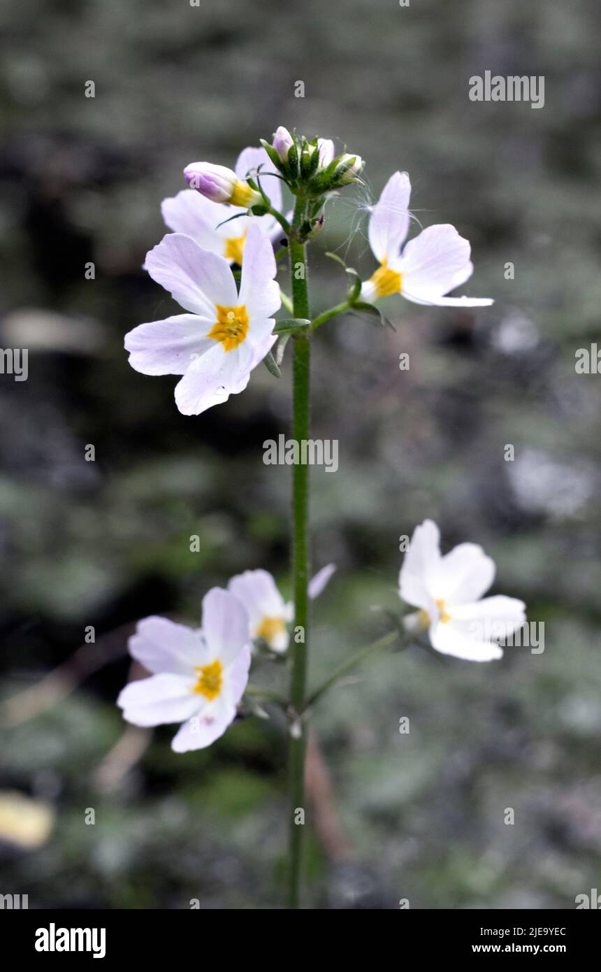 Hottonia palustris, anche acqua viola o fiori di foglio di piuma in primo piano Foto Stock