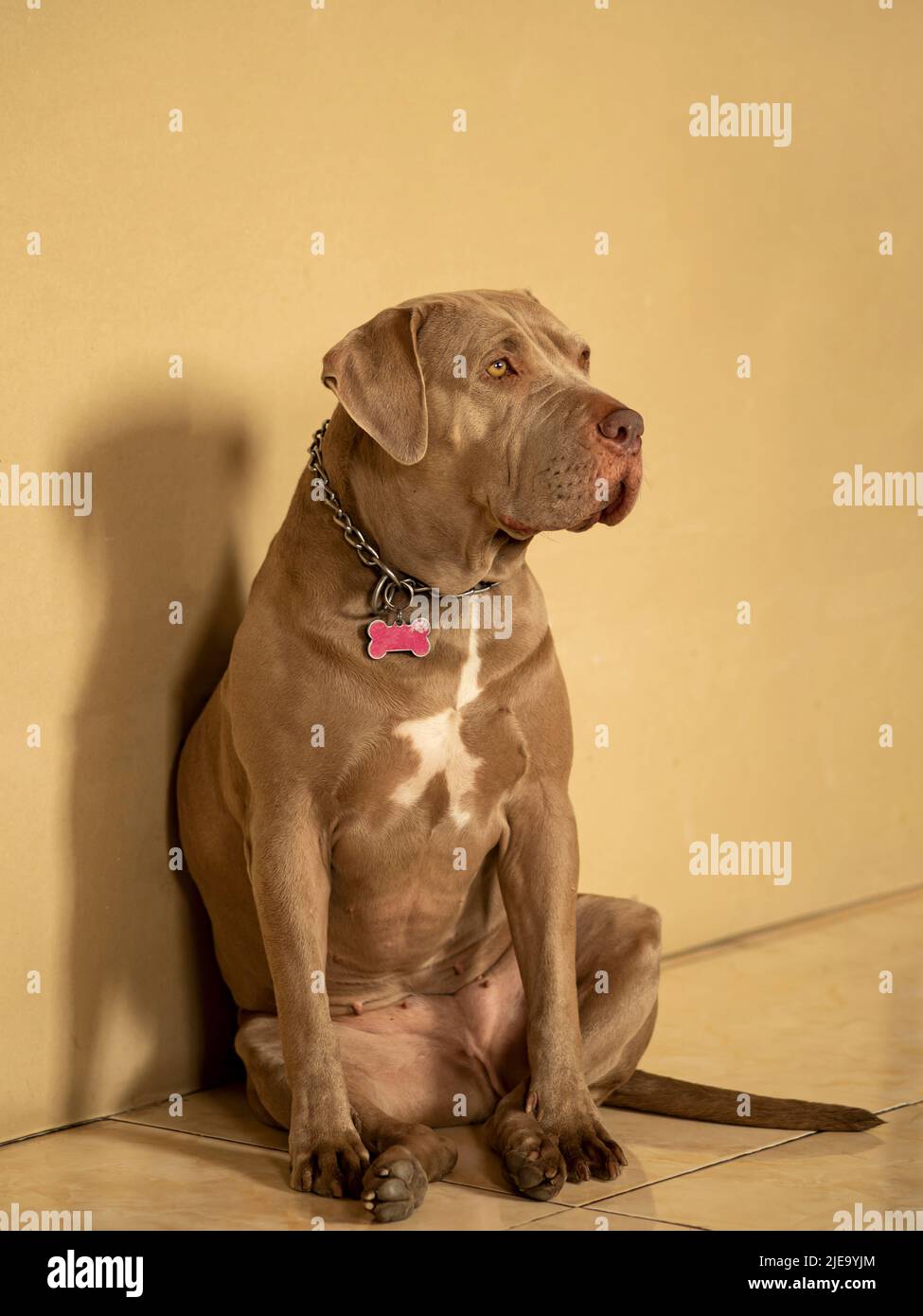 Ritratto di cane pitbull marrone argento. Foto Stock