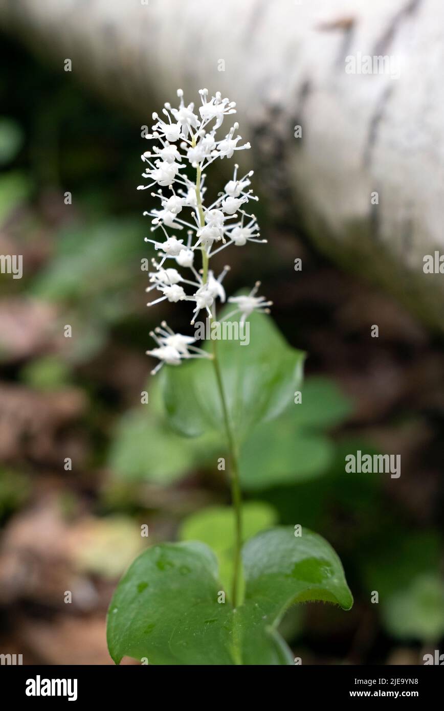 Maianthemum bifolium, Falso Giglio della Valle o Giglio che fiorisce in primo piano Foto Stock