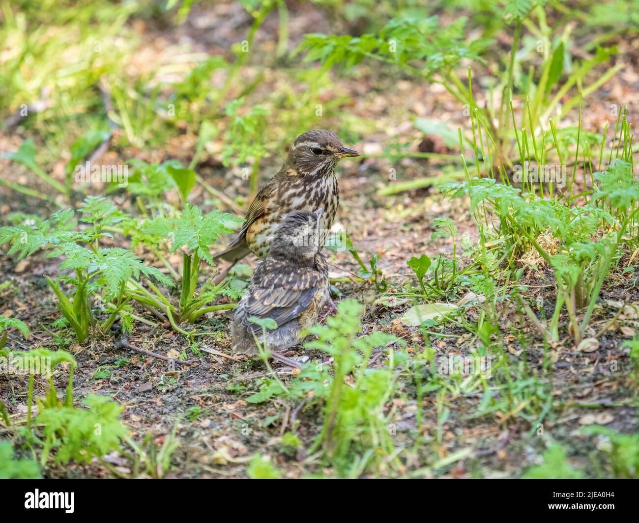 L'uccello di legno Redwing, Turdus iliacus, nutre il pulcino di lombrichi sul terreno. Un pulcino adulto ha lasciato il nido ma i suoi genitori continuano a prendersi cura o Foto Stock