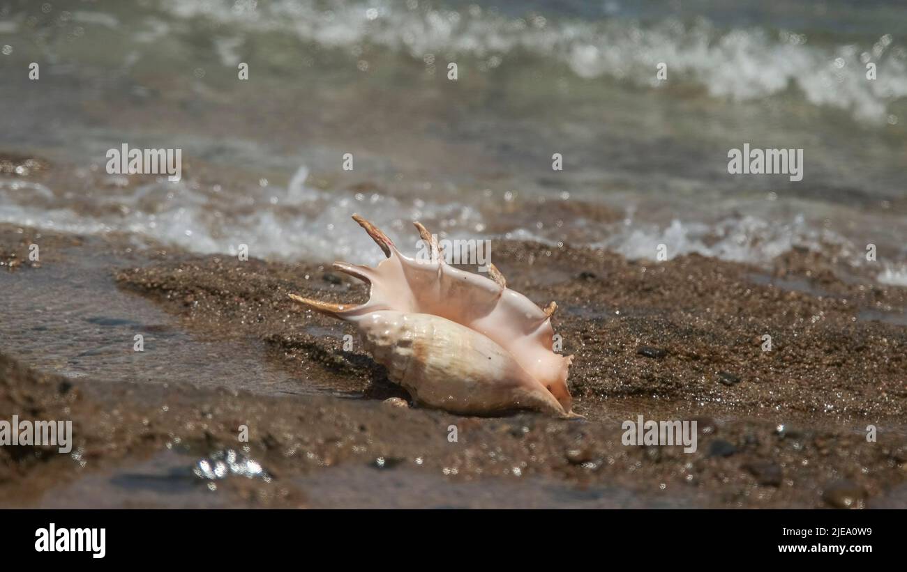 Mar Rosso, Egitto. 26th giugno 2022. Seashell nella zona surf sullo sfondo delle onde del mare. Conchiglia di Spider Conch (Lambis lambis) in costa. Mar Rosso, Egitto (Credit Image: © Andrey Nekrasov/ZUMA Press Wire) Foto Stock